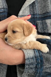 Kleiner Maltipoo-Welpe zieht als erster Hund in eine Familie ein.