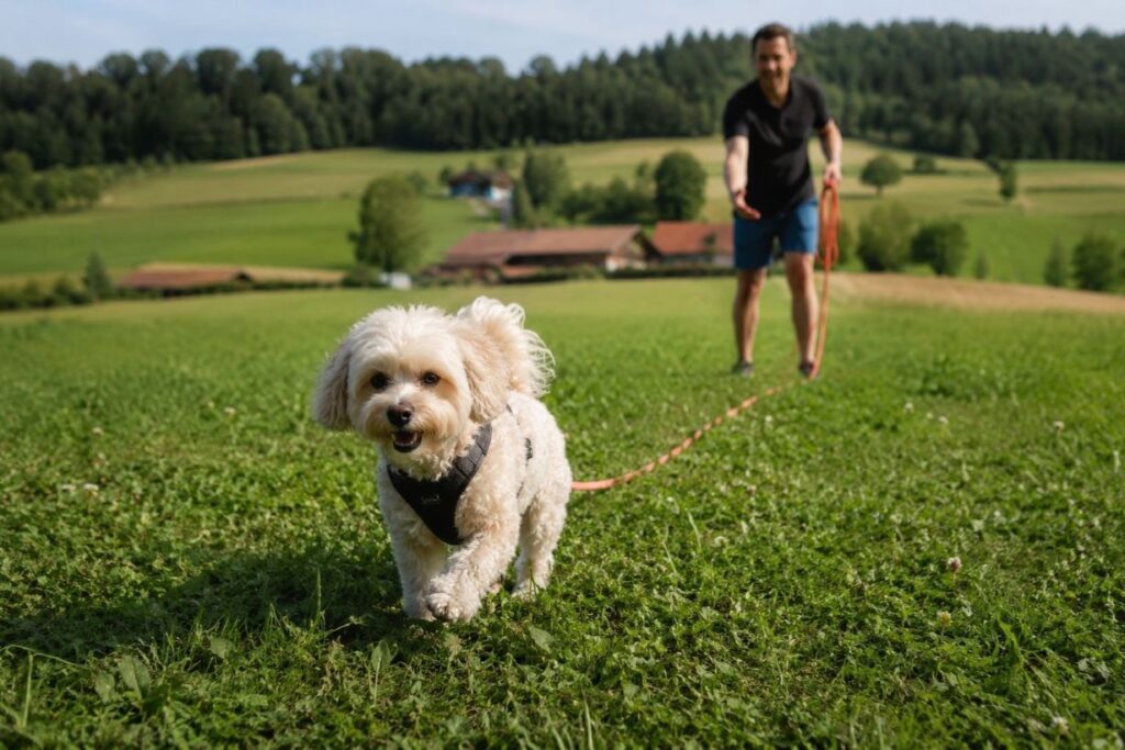 Rückruftraining mit Hund