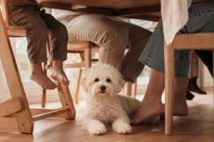 Maltipoo liegt entspannt unter dem Esstisch neben Gästen.
