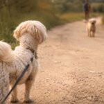 Maltipoo beobachtet bei einer Hundebegegnung aufmerksam einen anderen Hund auf einem Spaziergang.
