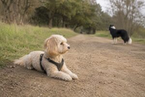 Maltipoo liegt vor einer Hundebegegnung aufmerksam auf dem Weg und beobachtet einen anderen Hund.