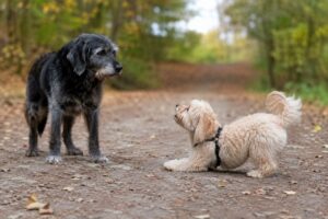 Junger Maltipoo möchte bei einer Hundebegegnung mit einem älteren Hund spielen.
