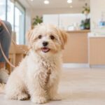 Unser erster Tierarztbesuch Kleiner Maltipoo sitzt aufmerksam im Wartezimmer einer Tierarztpraxis.