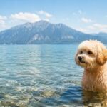 Baden mit Hund Cremefarbener Maltipoo steht im flachen Wasser eines Sees.