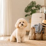 Sommerferien mit Hund - Vorbereitungen Cremefarbener Maltipoo sitzt vor gepackten Reisetaschen.