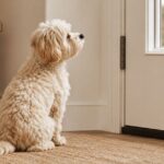 Alleine bleiben lernen Hund alleine bleiben lernen